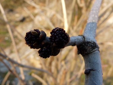 Très petites fleurs dépourvues de sépales et de pétales. Agrandir dans une nouvelle fenêtre (ou onglet)